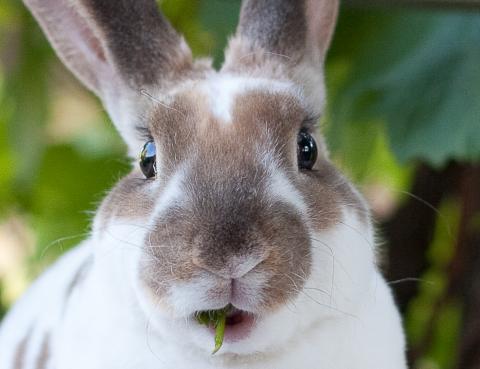 Unwanted Rabbits | East Bay Rabbit Rescue