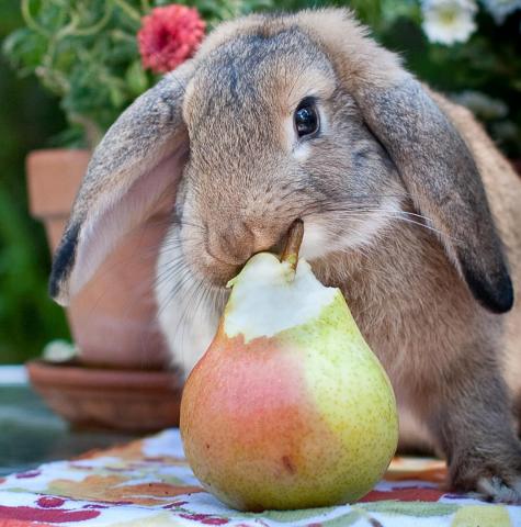Bunny eating a pear