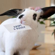 Adopt a Bunny