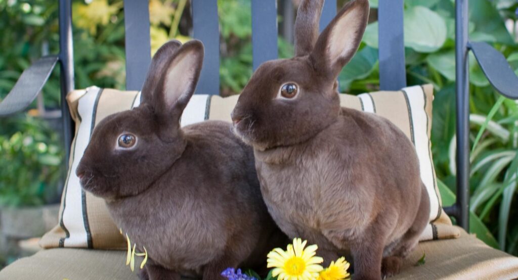 Pair of black bunnies with yellow flowers