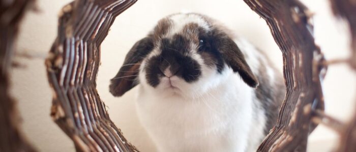 Brown & White Lop in Wicker Tunnel